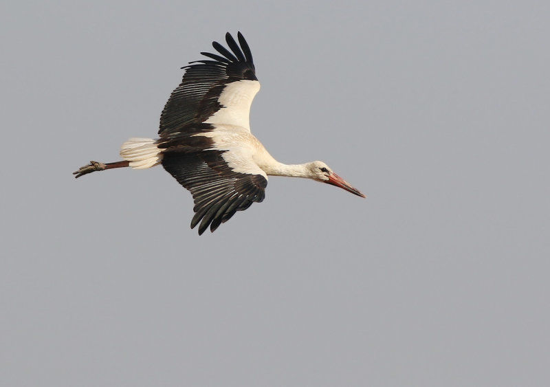 White Stork (Ciconia ciconia)