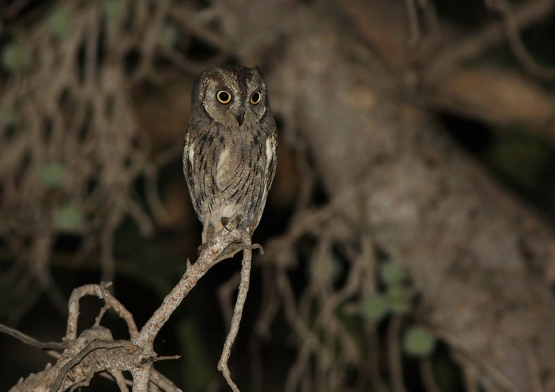 Arabian Scops-owl (Otus pamelae)