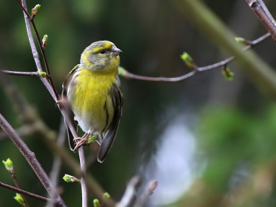 European Serin (Serinus serinus)