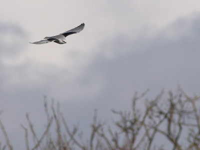 Black-winged Kite (Elanus caeruleus) 