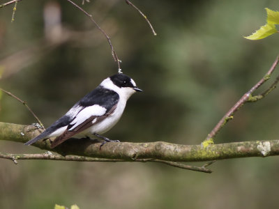 Collared Flycatcher (Ficedula albicollis)