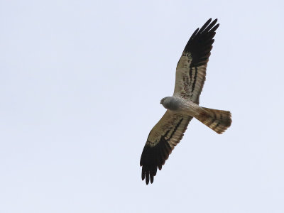 Montagu's Harrier (Circus pygargus)