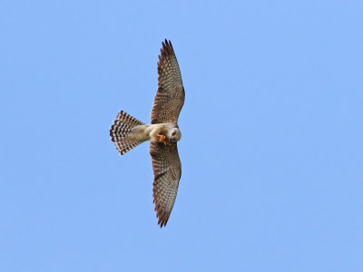 Red-footed Falcon (Falco vespertinus)