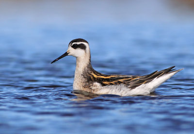 Red-necked Phalarope (Phalaropus lobatus) 