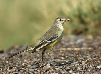 Yellow Wagtail (Motacilla flava) 