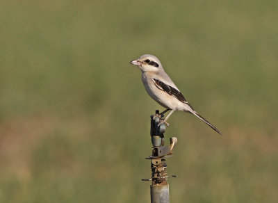 Steppe Grey Shrike (Lanius pallidirostris)