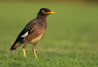 Common Myna (Acridotheres tristis)