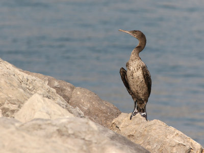 Socotra Cormorant (Phalacrocorax nigrogularis)