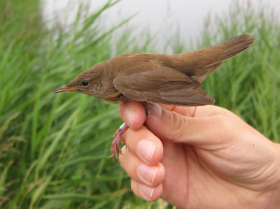 Savi's Warbler (Locustella luscinioides) 