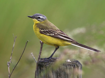 Western Yellow Wagtail (Motacilla flava)