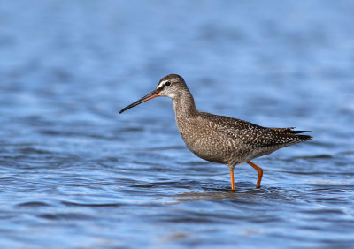 Spotted Redshank (Tringa erythropus)