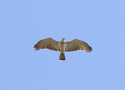 Short-toed Snake-eagle (Circaetus gallicus)