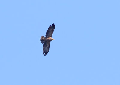 Lesser Spotted Eagle (Clanga pomarina) 