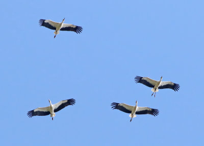 White Stork (Ciconia ciconia)