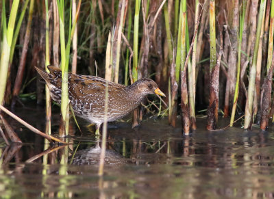 Spotted Crake (Porzana porzana)