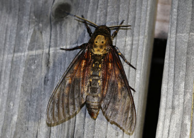 Greater death's head hawkmoth (Acherontia atropos)