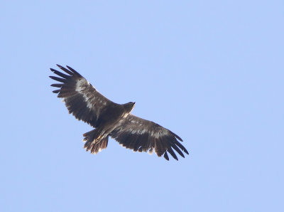 Steppe Eagle (Aquila nipalensis)