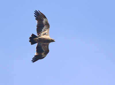 Steppe Eagle (Aquila nipalensis) 