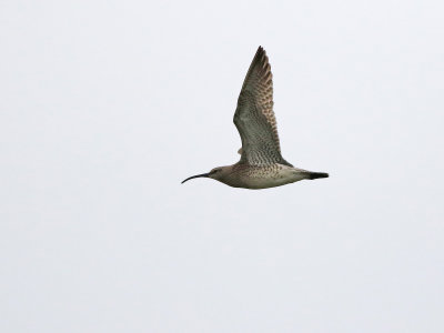 Whimbrel (Numenius phaeopus)