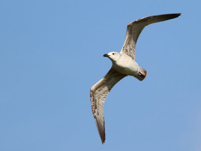 Caspian Gull (Larus cachinnans)