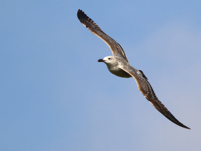 Caspian Gull (Larus cachinnans)