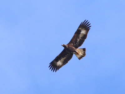 Golden Eagle (Aquila chrysaetos)