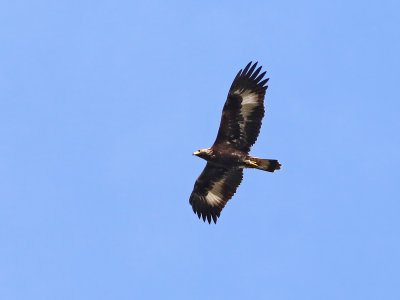 Golden Eagle (Aquila chrysaetos) 