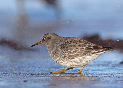 Purple Sandpiper (Calidris maritima)