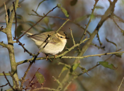 Hume's Leaf-warbler (Phylloscopus humei) 