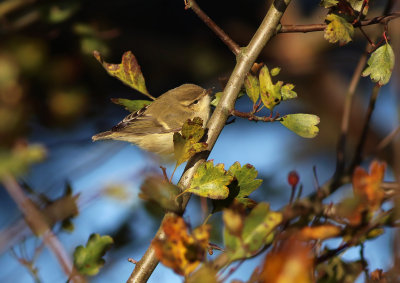 Hume's Leaf-warbler (Phylloscopus humei) 
