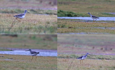 Greater Yellowlegs (Tringa melanoleuca)