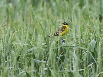 Yellow wagtail (Motacilla flava superciliaris)