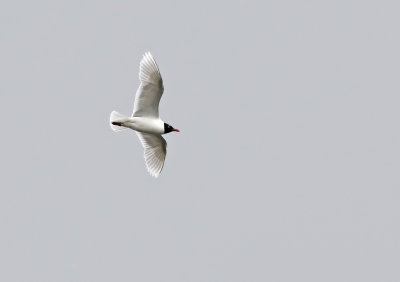 Mediterranean gull (Ichthyaetus melanocephalus)