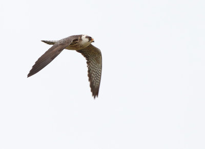 Red-footed Falcon (Falco vespertinus) 