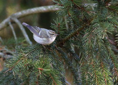 Hume's Leaf Warbler (Phylloscopus humei) 