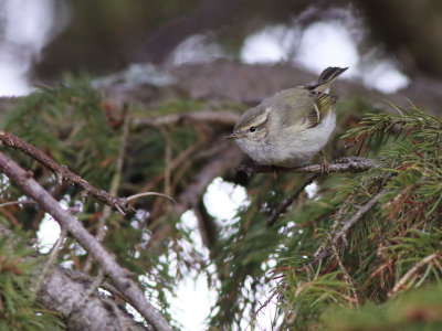 Hume's Leaf Warbler (Phylloscopus humei)