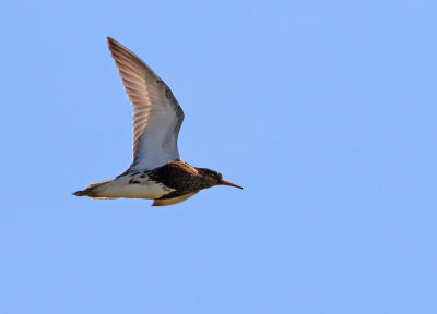 Ruff (Calidris pugnax)