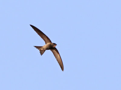 Pallid Swift (Apus pallidus)