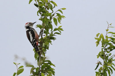 Middle Spotted Woodpecker (Dendrocoptes medius)