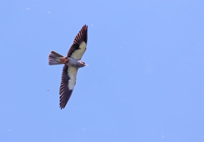 Amur Falcon (Falco amurensis) 