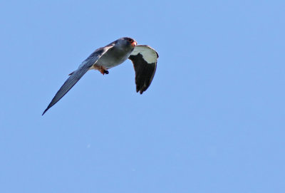 Amur Falcon (Falco amurensis) 