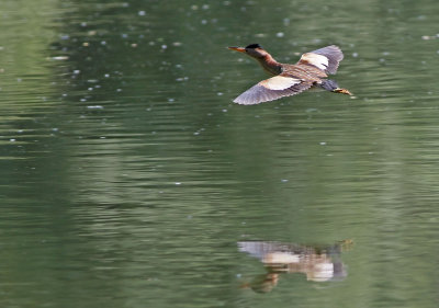 Little Bittern (Ixobrychus minutus)