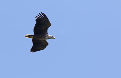 White-tailed Eagle (Haliaeetus albicilla)