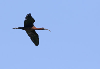 Glossy Ibis (Plegadis falcinellus)