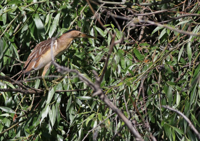 Little Bittern (Ixobrychus minutus)