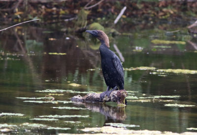 Pygmy Cormorant (Microcarbo pygmaeus)