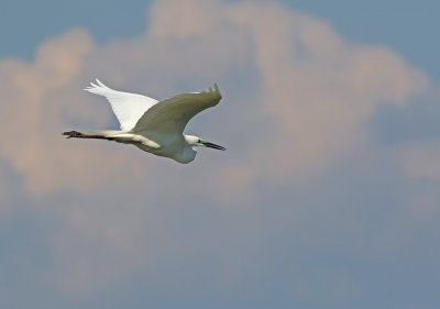 Great White Egret (Ardea alba) 