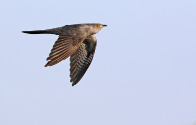 Common Cuckoo (Cuculus canorus) 