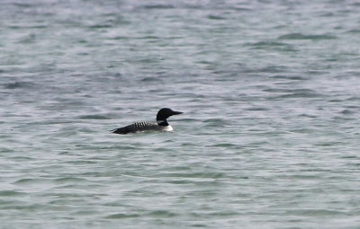 Great Northern Diver (Gavia Immer)