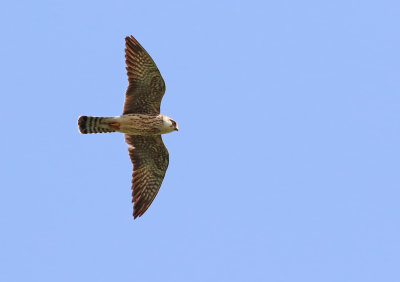 Red-footed Falcon (Falco vespertinus)